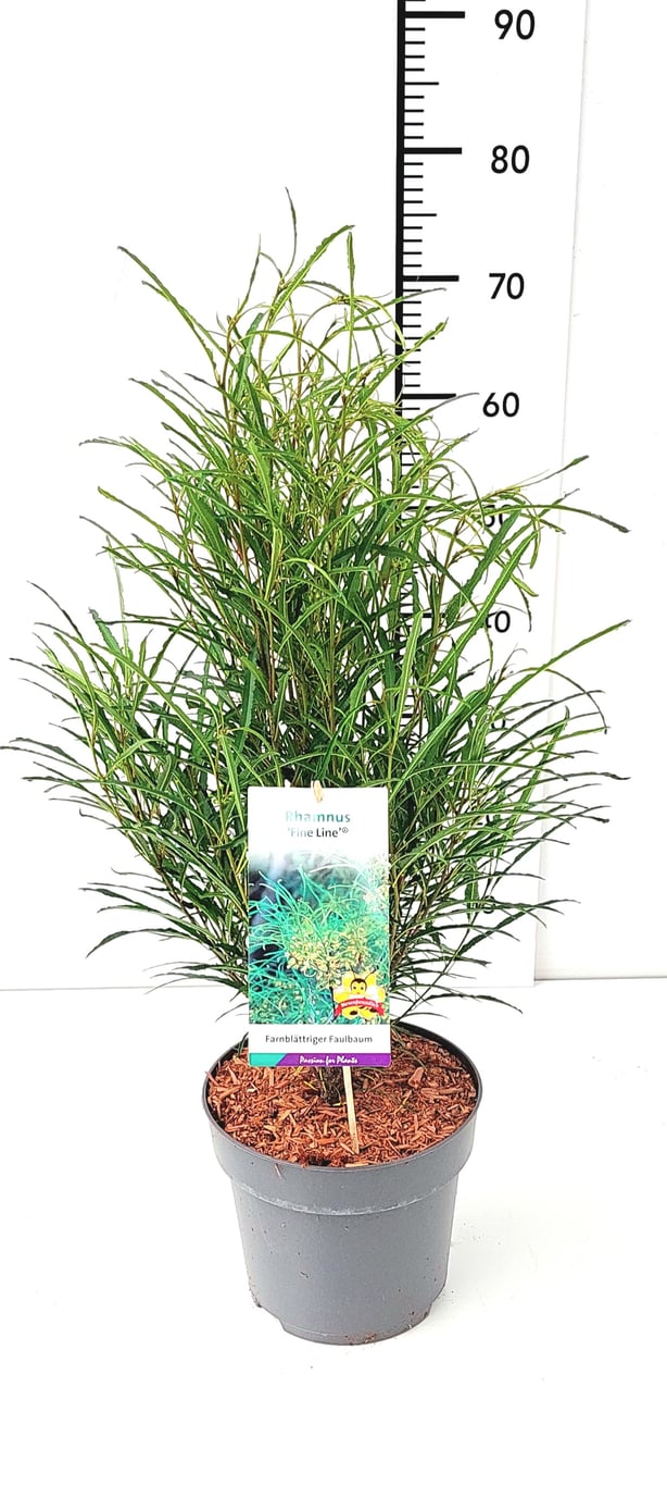 Frangula alnus 'Fine Line'® - C5 60-80 CM